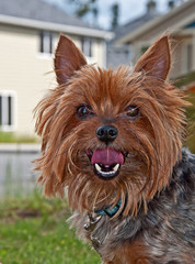 Yorkshire Terrier Dog Closeup