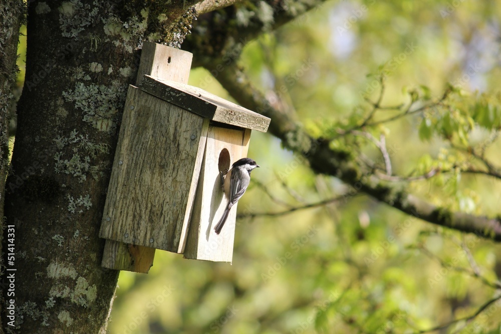 Wall mural Oregon Chickadee Attracted To A Back yard Birdhouse.