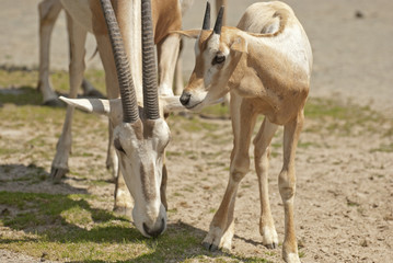 Arabian oryx