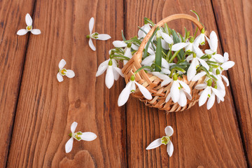 Fototapeta na wymiar Snowdrops in a basket on the oak table. scattered flowers