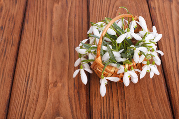 snowdrops in a wicker basket