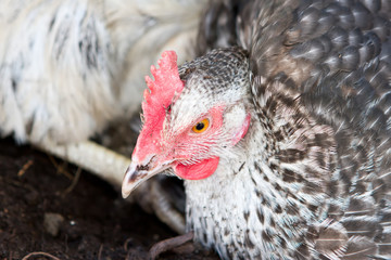 hybrid hen having a dust bath on a warm day