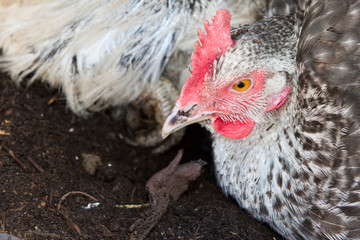 hybrid hen having a dust bath on a warm day