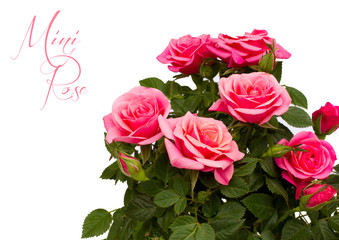 pink mini rose isolated with copy space