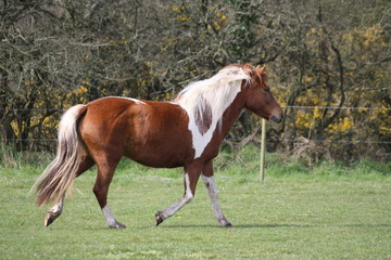 Ponette qui courre