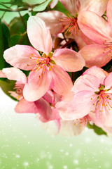 Fototapeta premium Bloom apple-tree flowers