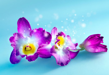 Magical flower orchid