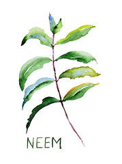 Neem leaves - 51418935