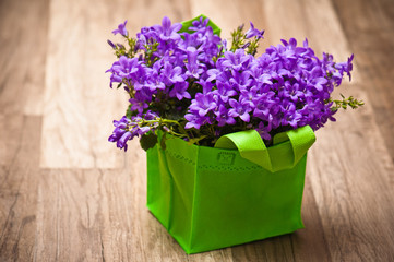 campanula blue a close up