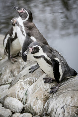 Obraz premium Penguins