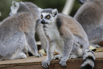 Ringtail Lemurs