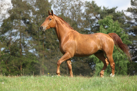 Shining chestnut horse on horizon in front of some trees