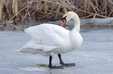 Łabędź na lodzie wczesna wiosna © nestonik