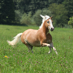 Naklejka na ściany i meble Piękny koń kasztan z blond grzywa działa na wolności