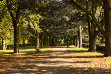 Fototapeta premium Autumn Trees