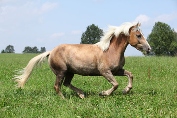 Obraz na płótnie Canvas Beautiful chestnut horse with blond mane running in freedom