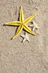 fondo de verano con estrellas de mar