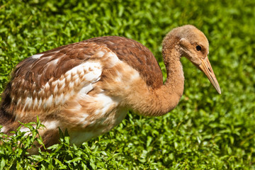 Mandschurenkranich (Grus japonensis)