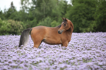 Arabian horse standing in purple flowers