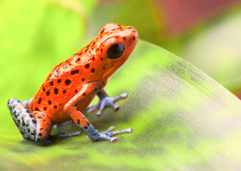 Red poison arrow frog