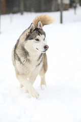 Siberian Husky moving in snow