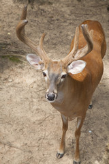 Buck Looking Up