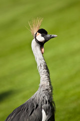 Grauer Kronenkranich (Balearica regulorum gibbericeps)
