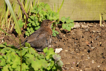 Female blackbird basking in the sunshine