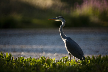 Mr Heron