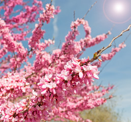 pink branches