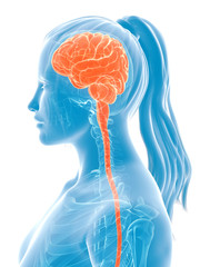 3d rendered medical illustration - female brain