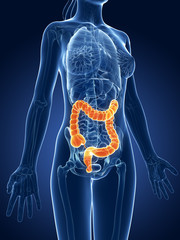 3d rendered medical illustration - female colon