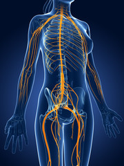 3d rendered medical illustration -female  nerve system