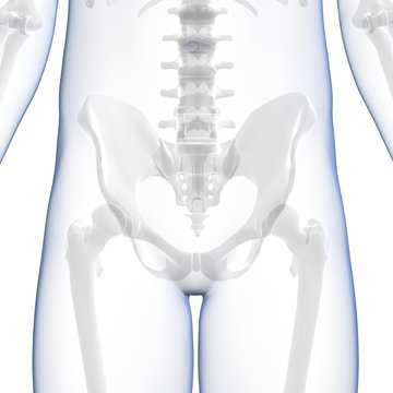 3d rendered medical illustration - hip bone