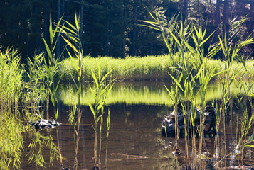 The Rushes in the Mirror