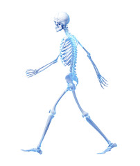 3d rendered medical illustration - walking skeleton - obrazy, fototapety, plakaty