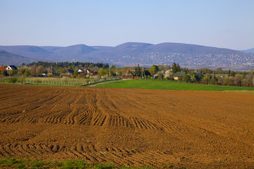 Fototapeta premium Field