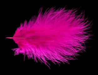 Beautiful decorative feather on black background