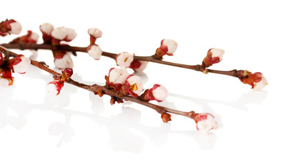 Beautiful apricot blossom isolated on white