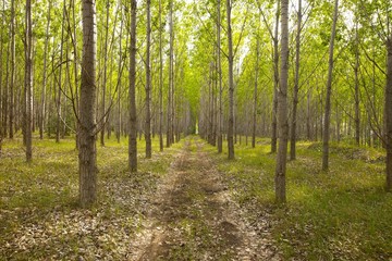 Forest