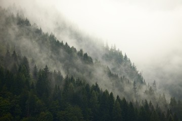 Brouillard de forêt