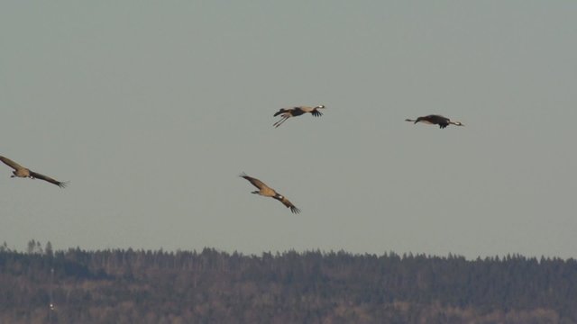 tanzende Kraniche - Wasserv&ouml;gel in Schweden