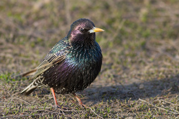 Starling
