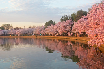 Cherry trees in full blossom around Tidal Basin at dawn