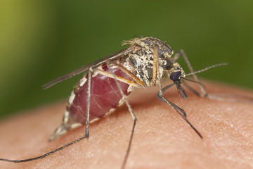 Mosquito filled with blood, macro photo