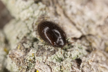 Trinodes hirtus on oak, extreme close-up with high magnification