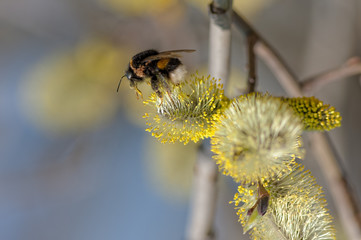 pollination