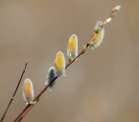 spring diagonal