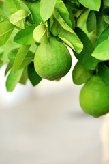 Lime fruit