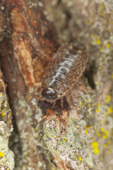 Woodlouse on wood, macro photo